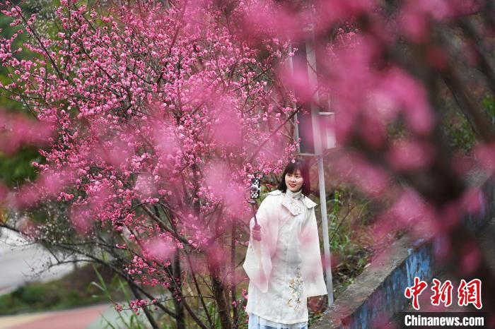 重庆：踏青赏花春意浓梅花竞相绽放引游人