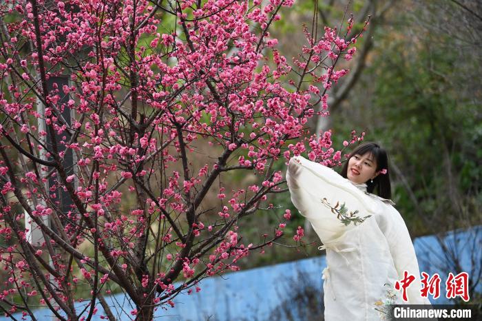 一女士身着古装与梅花合影。　陈超 摄