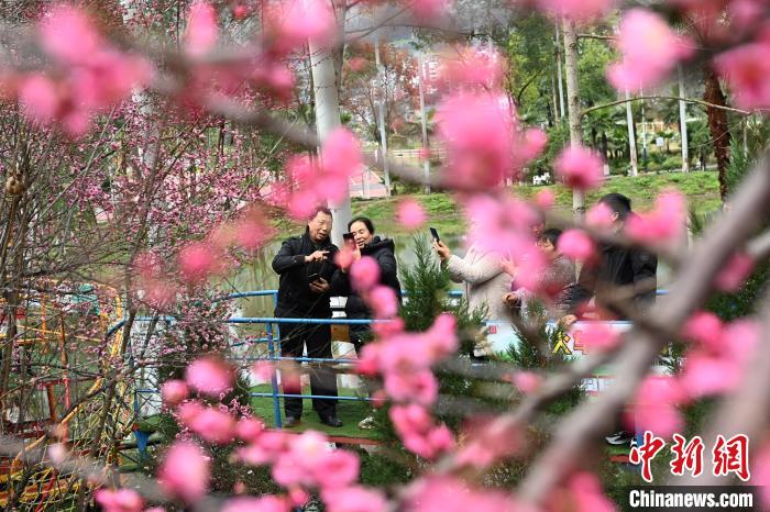 民众乘坐观光小火车观赏梅花。　陈超 摄