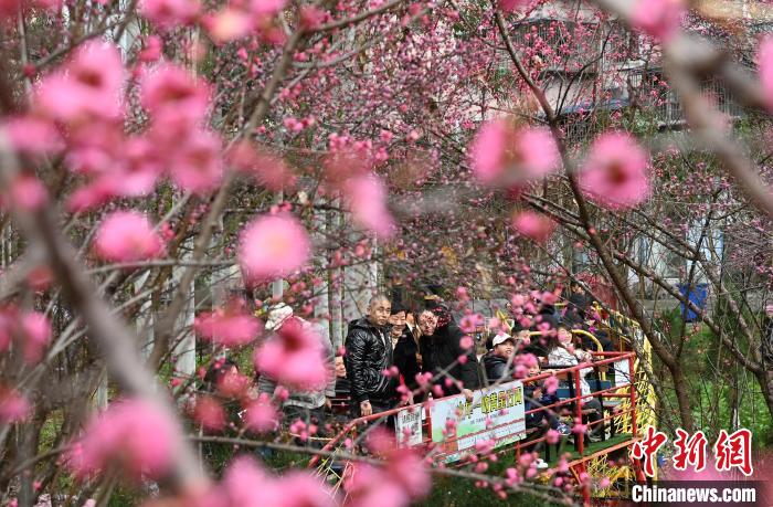 民众乘坐观光小火车观赏梅花。　陈超 摄