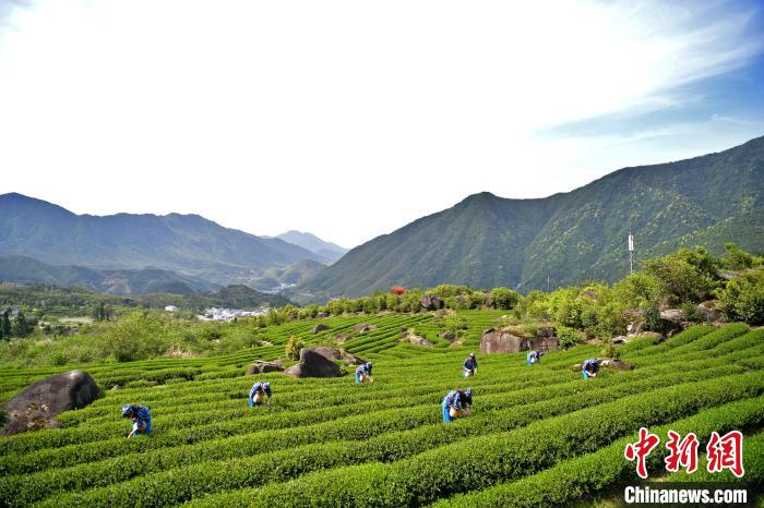 图为采茶姑娘在秀美的茶园内采摘茶叶，一派忙碌景象。　丁铭华 摄