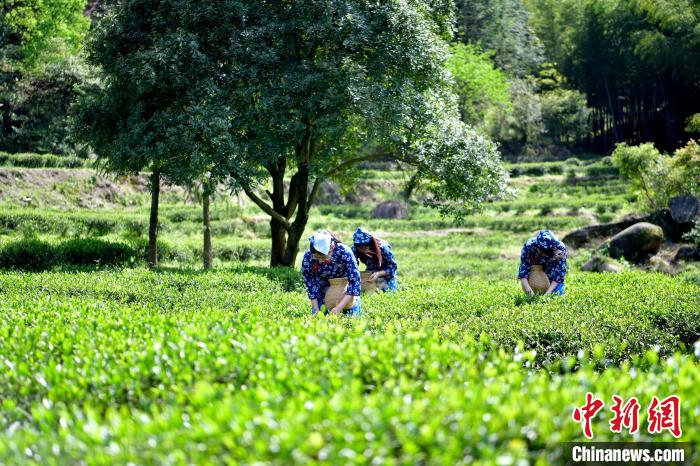 图为采茶姑娘在秀美的茶园内采摘茶叶，一派忙碌景象。　丁铭华 摄